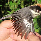 Tohi leucoptère