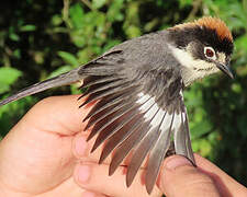 White-winged Brushfinch