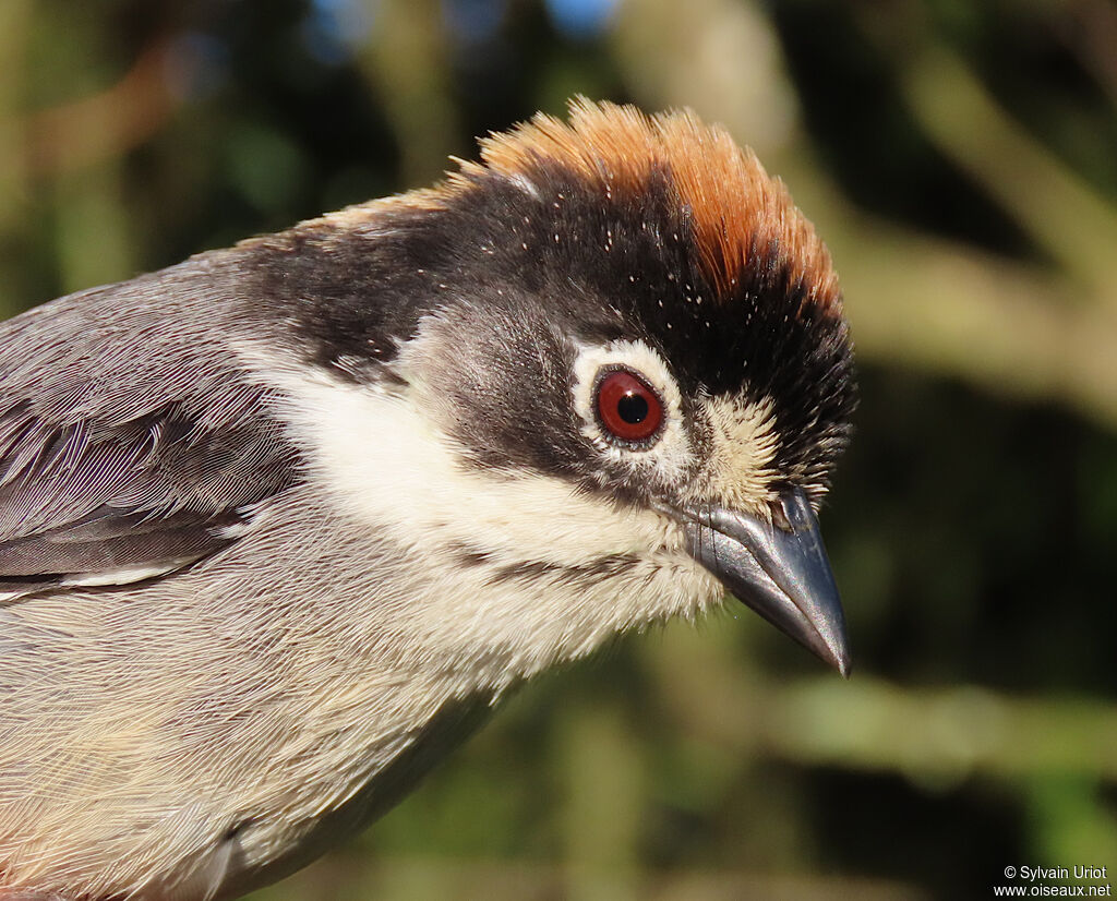 Tohi leucoptèreadulte