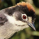 Tohi leucoptère