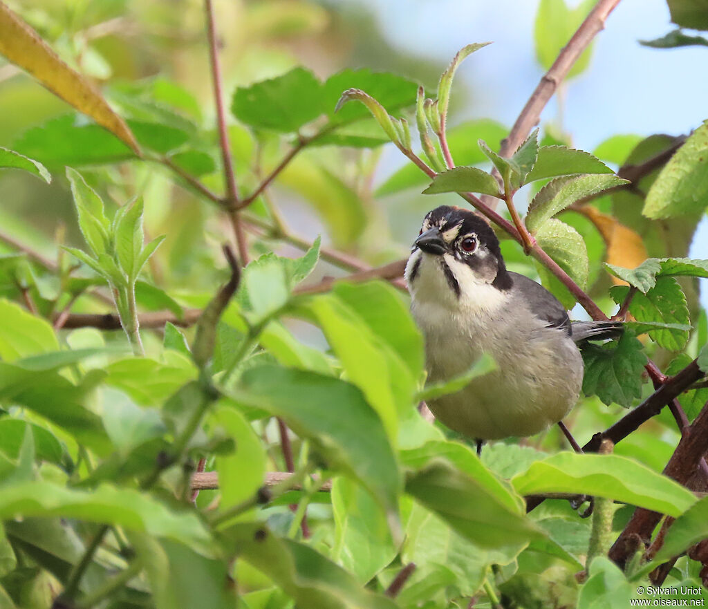 Tohi leucoptèreadulte