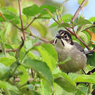 Tohi leucoptère