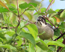 White-winged Brushfinch