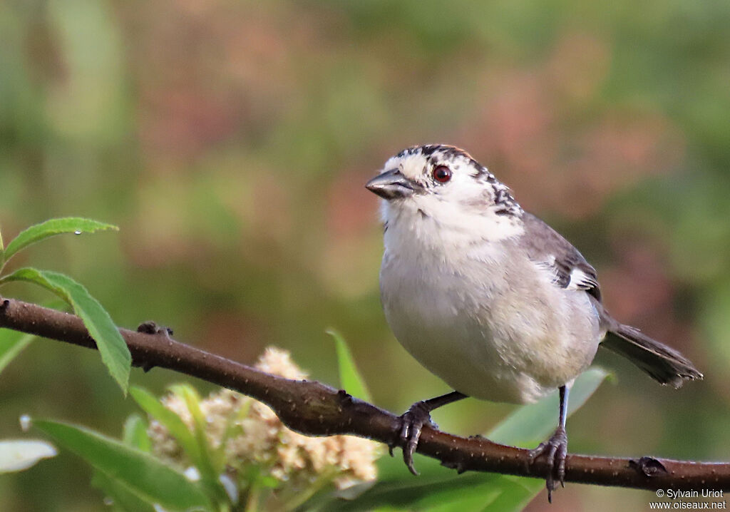 White-winged Brushfinch female adult