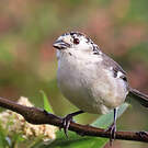Tohi leucoptère