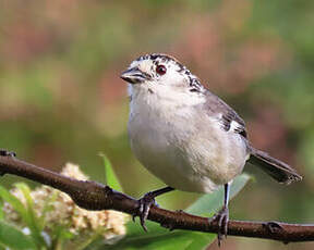 Tohi leucoptère