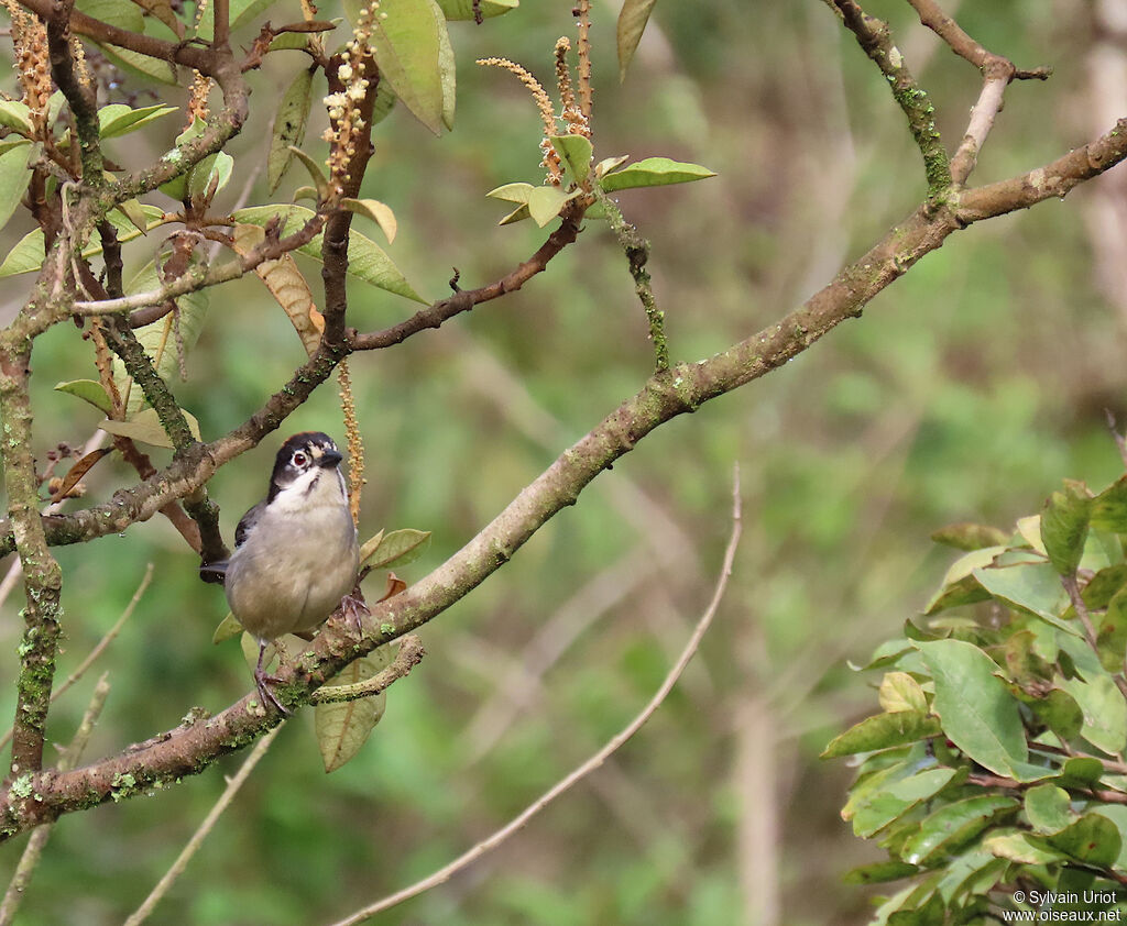 Tohi leucoptèreadulte