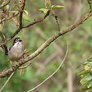 Tohi leucoptère