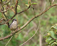 Tohi leucoptère