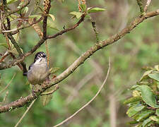 White-winged Brushfinch