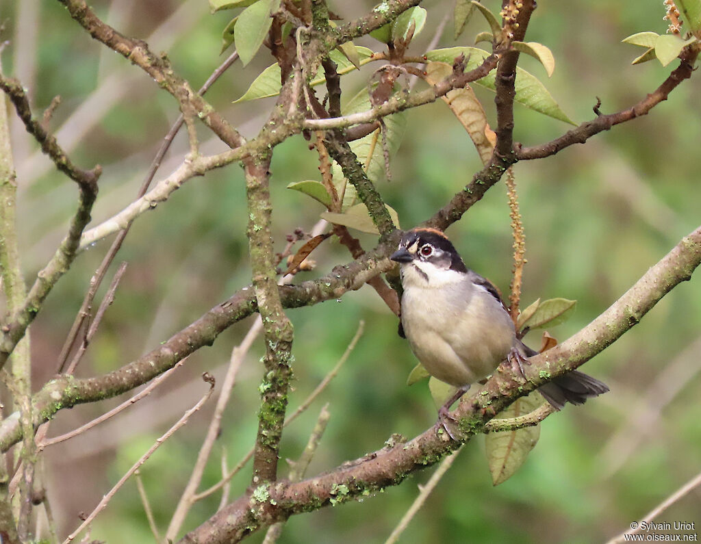 White-winged Brushfinchadult