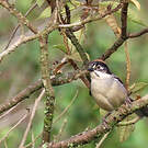 Tohi leucoptère
