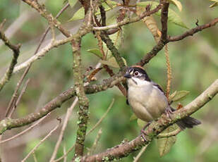 Tohi leucoptère