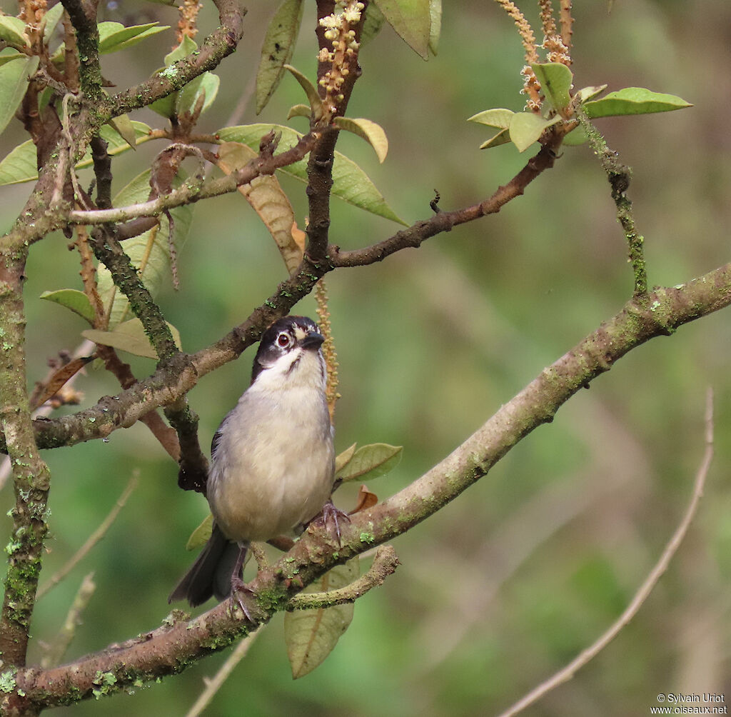 Tohi leucoptèreadulte