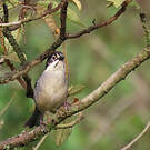 Tohi leucoptère