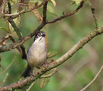 White-winged Brushfinch