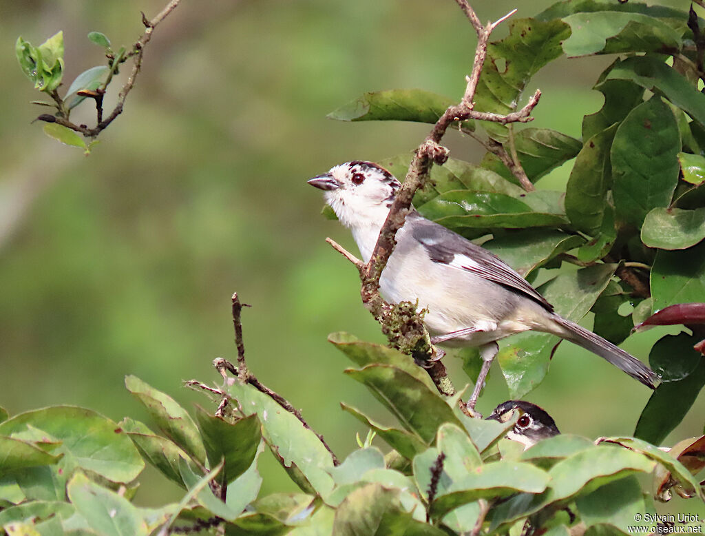 White-winged Brushfinch female adult