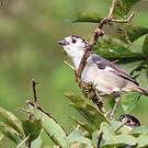 Tohi leucoptère
