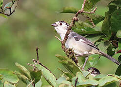 White-winged Brushfinch