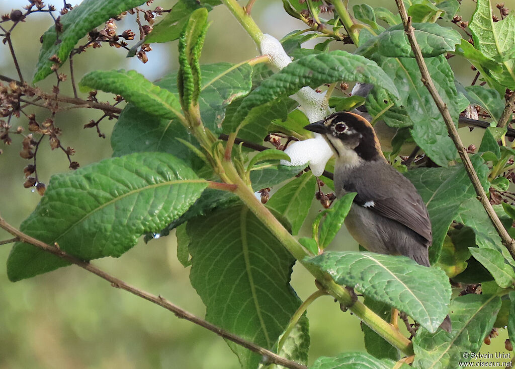 Tohi leucoptèreadulte