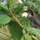 Tohi leucoptère