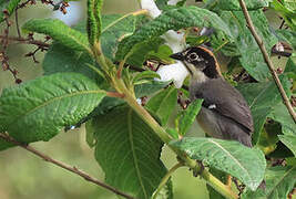 White-winged Brushfinch