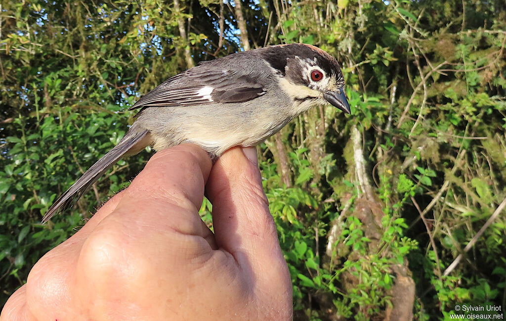 Tohi leucoptèreadulte