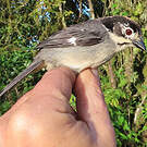 Tohi leucoptère