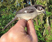 White-winged Brushfinch