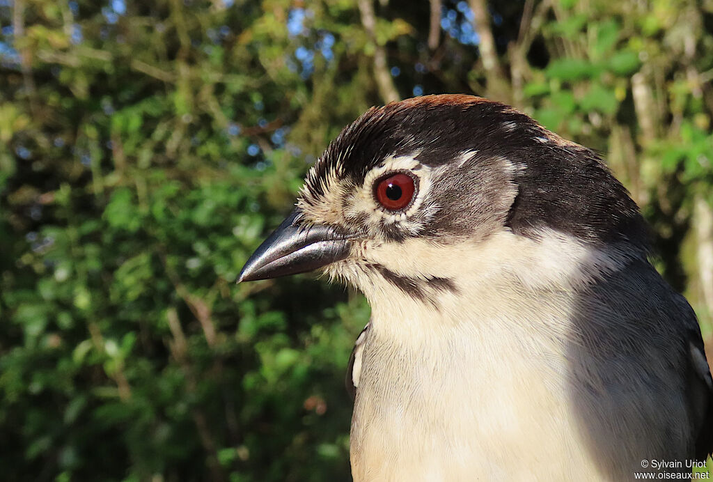 Tohi leucoptèreadulte