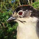 Tohi leucoptère