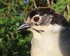 White-winged Brushfinch