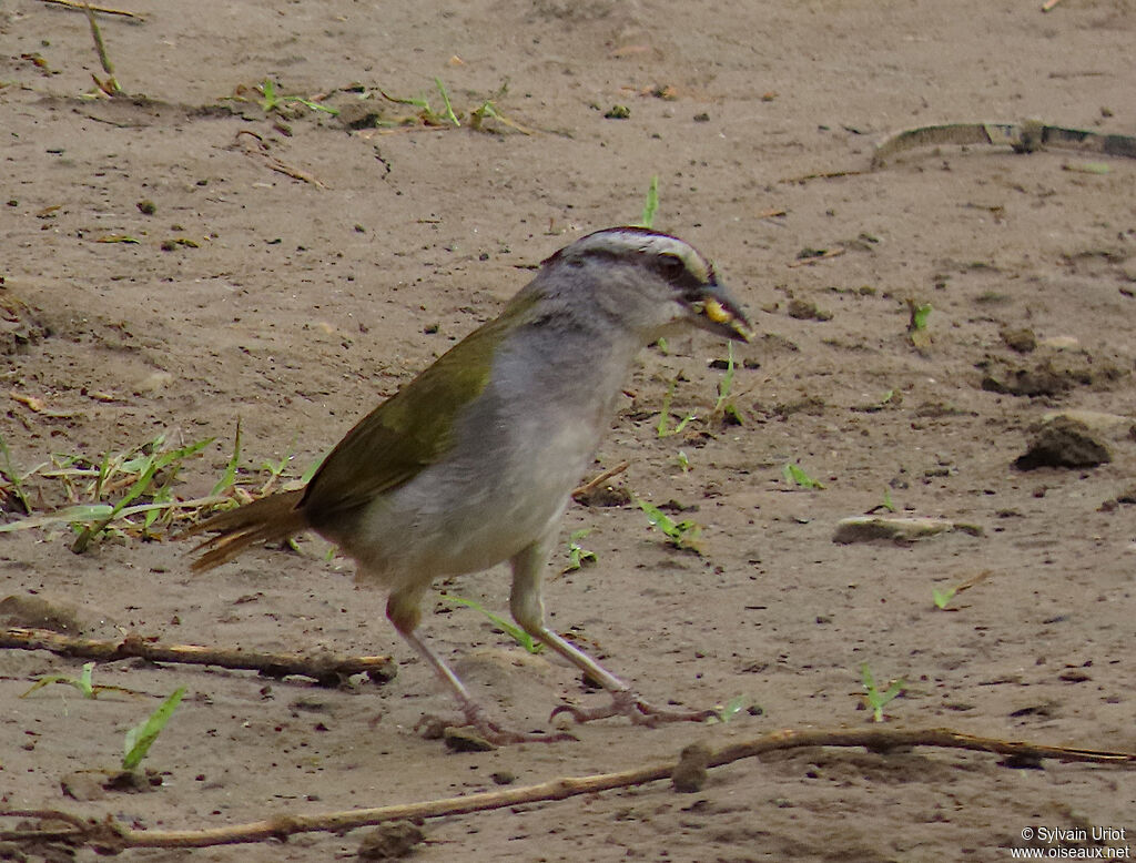 Black-striped Sparrowadult