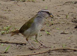 Black-striped Sparrow