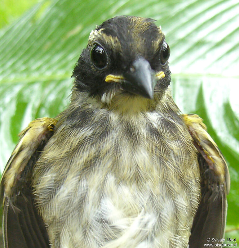 Pectoral Sparrowjuvenile