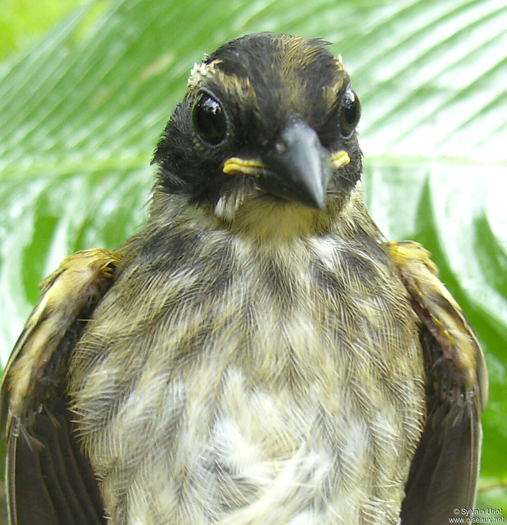 Pectoral Sparrowjuvenile