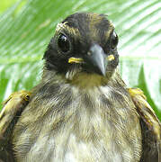 Pectoral Sparrow