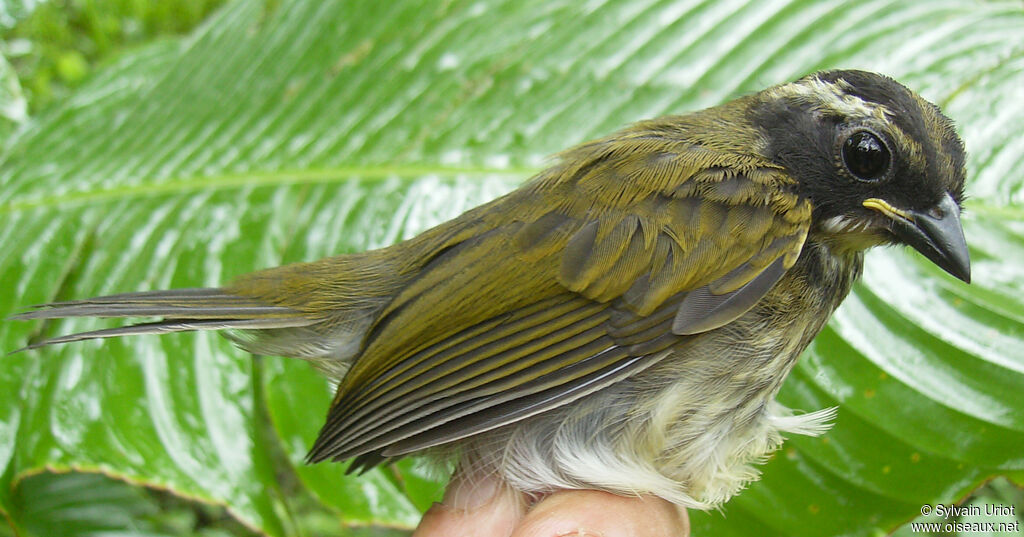 Pectoral Sparrowjuvenile