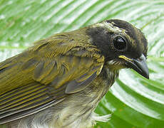 Pectoral Sparrow