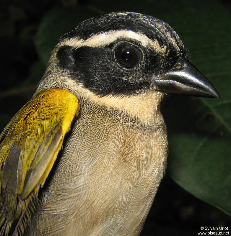 Pectoral Sparrow female adult