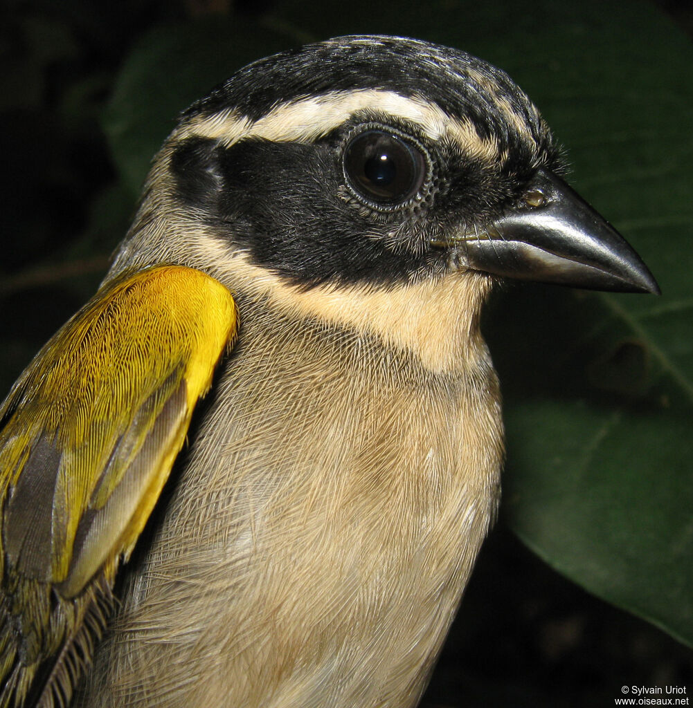 Pectoral Sparrow female adult