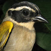 Pectoral Sparrow