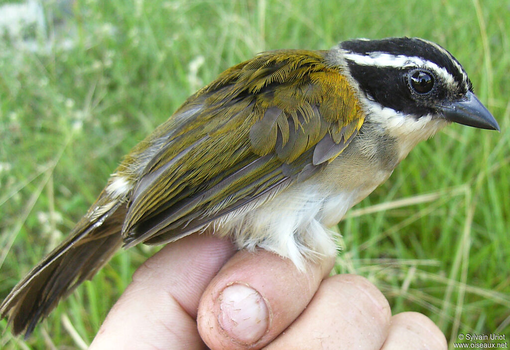 Pectoral Sparrow female adult