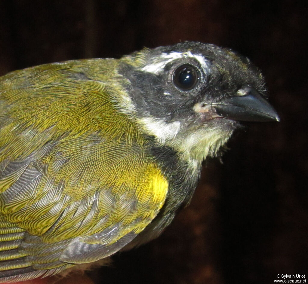 Pectoral Sparrow male immature