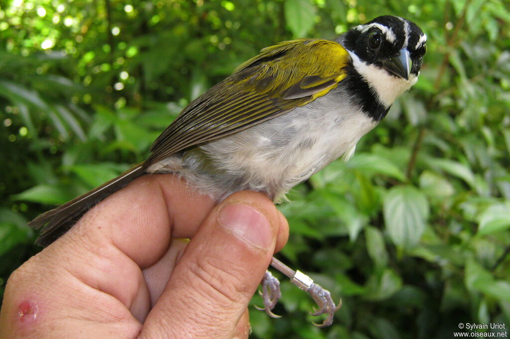 Pectoral Sparrow male adult