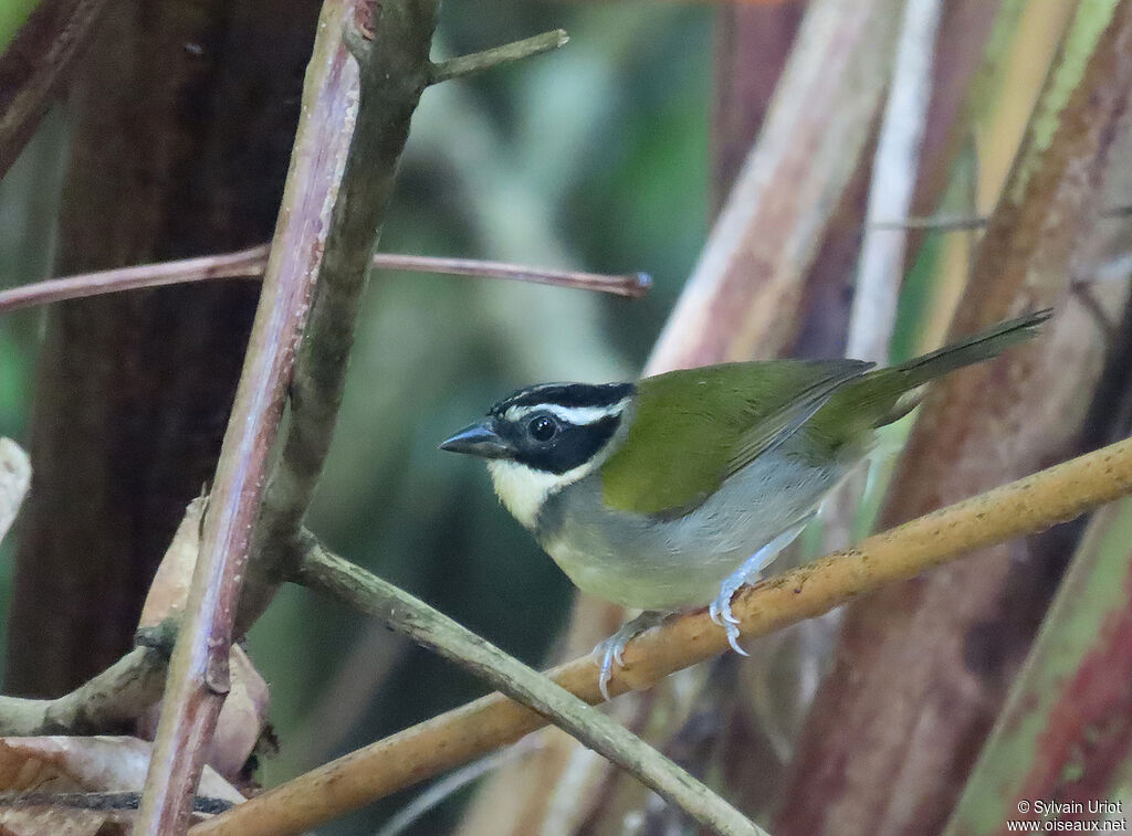 Pectoral Sparrow female adult