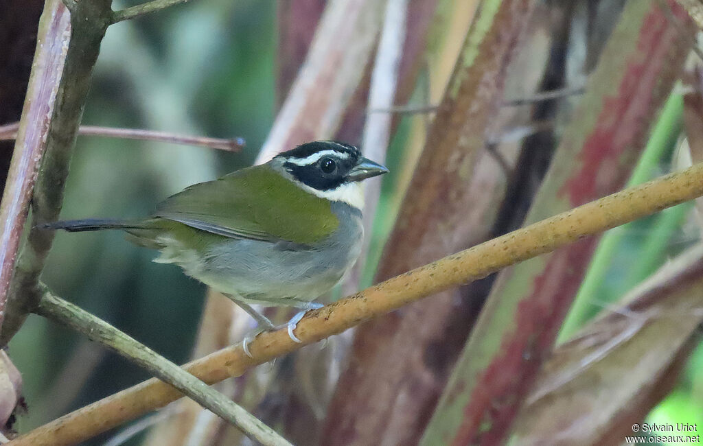 Pectoral Sparrow female adult