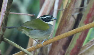 Pectoral Sparrow