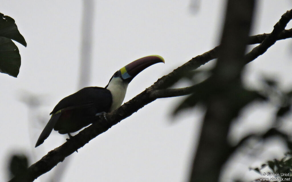 Toucan à bec rouge