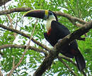 Toucan à bec rouge